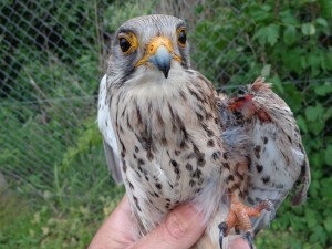 Udržet při životě se loni podařilo jen 124 popálených zvířat, do přírody se jich vrátilo 58. „Měli štěstí, že je někdo nalezl ihned po úrazu a bezprostředně poté se dostali do záchranné stanice," vysvětluje Zdeňka Nezmeškalová