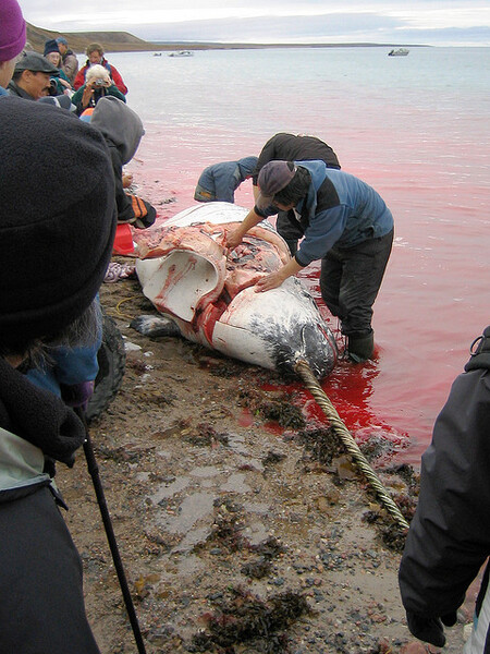 Vorvaňovci, sviňuchy, říční delfíni, narvalové, tuleni a lvouni - ti všichni jsou v různých částech světa loveni a konzumováni, aniž by někdo řešil lovné kvóty.