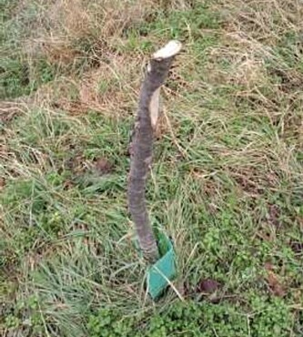 Tři stromky byly uťaté v půli kmene a cca 15 stromů bylo ostrým nástrojem poškozeno hlubokými záseky na kmeni.