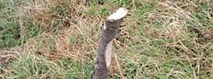 Useknutý mladý strom v Kroměříži Foto: Město Kroměříž