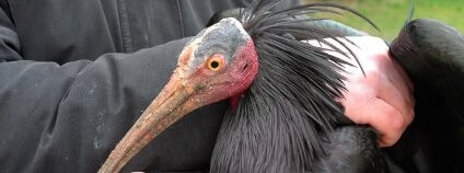 Ibis skalní Foto: Miroslav Bobek / Shutterstock.com
