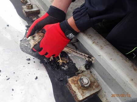 V areálu elektrárny Dukovany dnes hasiči vyprošťovali mladou poštolku, jíž zatuhly nohy v asfaltu u kolejiště.