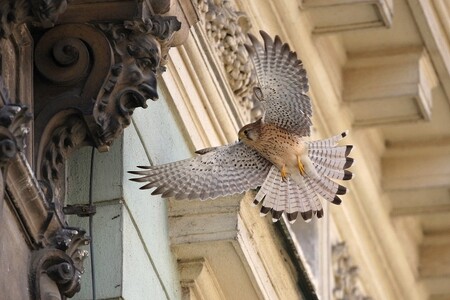 Pracovníci stanice se zatím starají asi o 150 zvířat. Mezi nimi byli ptáci, kteří se do Pavlova dostali, protože byli vysílení, srazilo je auto nebo měli jiné potíže. Vypuštěno bude osm káňat a dvě poštolky.
