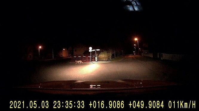 Pozorování rysa s telemetrickým obojkem hlídkou městské policie v obci Postřelmov u Zábřeha.