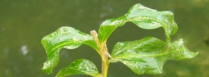 Rdest dlouholistý Foto: Kristian Peters - Fabelfroh Wikimedia Commons