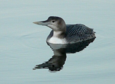 Jedná se o teprve pátý zaznamenaný výskyt potáplice žlutozobé v České republice