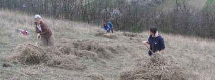 Do nejvyšší kategorie kriticky ohrožených stanovišť zařadili odborníci čtyři typy. Patří k nim mimo jiné panonské písečné stepi.