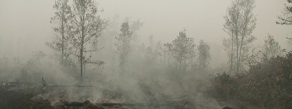 foto:  Rini Sulaiman/CIFOR / Flickr