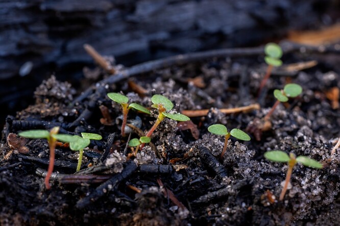 První rostliny na požářišti v Národním parku České Švýcarsko v zimě 2022/2023.