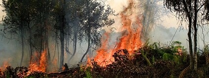 Požár tropického lesa Foto: CIFOR / Flickr