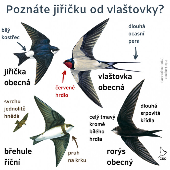 Poznáte jiřičku od vlaštovky?
