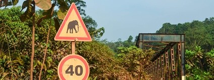 Pozor sloni, dopravní značka v národním parku Lope v Gabonu Foto: jbdodane/a> Flickr.com