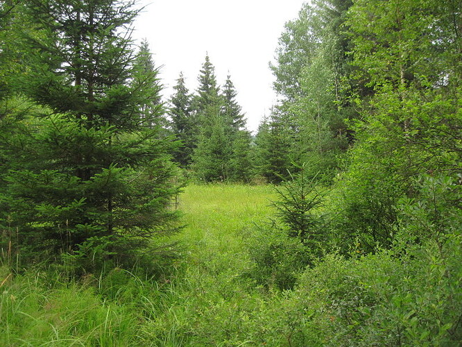 Přestože se projekt jmenuje lesní koupel, lidé se do vody ponořovat nebudou. "Je to myšleno obrazně. Ta koupel je brána jako zážitek z lesů," uvedla Roubínová.