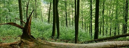 Cenné bučiny v Českém ráji nově chrání přírodní rezervace Na Hranicích Foto: AOPK ČR