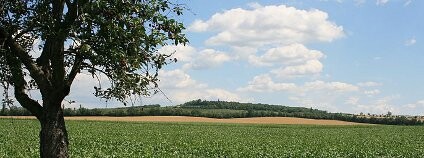 Pracký kopec na slavkovském bojišti s Mohylou míru. Pohled od silnice z Prace do Kobylnic Foto: Martin Strachoň / Wikimedia Commons