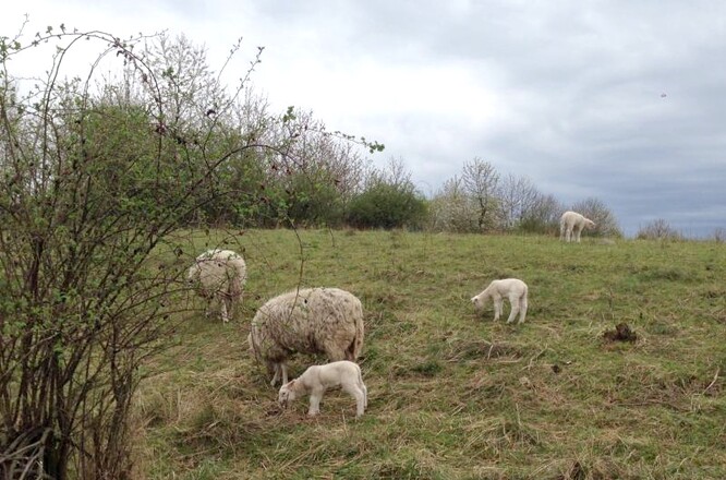 Ve třech stádech ovcí a koz po asi 70 kusech převažují ovce.