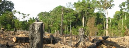 Odlesňování Amazonie Foto: guentermanaus Shutterstock