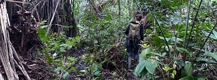 Terén na periferii rezervace Dja v Kamerunu Foto: AV ČR