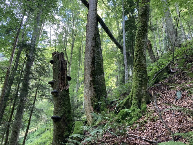 Pralesní bučina v pohoří Fagaraš (Rumunsko).