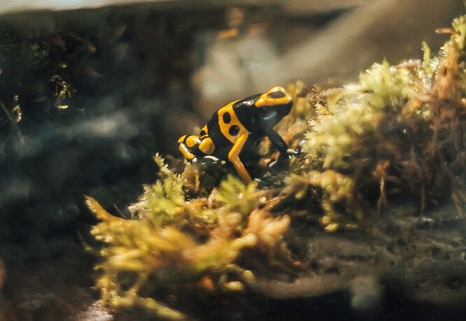 Novinkou v zoo jsou pralesničky azurové a pralesničky harlekýn (na obrázku).