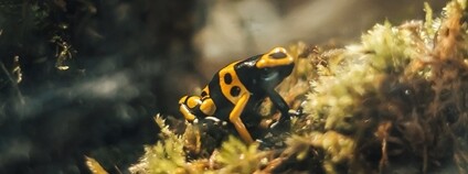 Pralesnička harlekýn Foto: Zoo Hodonín