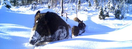 Foto: NP Bavorský les