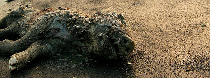 Jakou cenu platíme za levné maso?