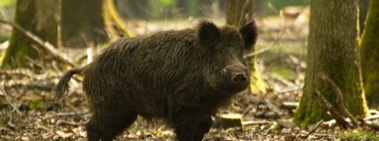 Prase divoké Foto: Philippe Rouzet Flickr