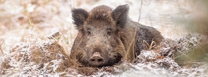 Odpočívající divoké prase Foto: ČZU