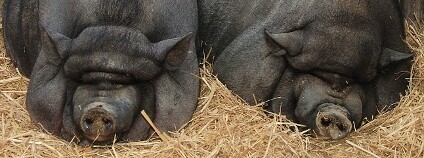 Foto: Wikimedia Commons