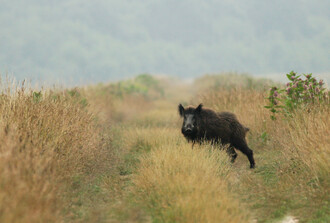 Prase divoké má na svědomí nejvíce škod.