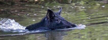 Foto: Larry Smith / Flickr