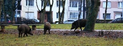 Foto: Městská policie Ústí nad Labem