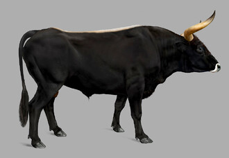 Rekonstrukce vzhledu pratura.