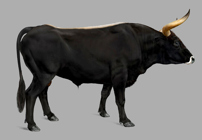 Genetika má být klíčem k novému projektu jménem Uruz, což je starogermánský výraz pro pratura