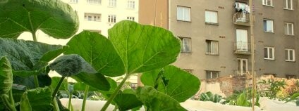 foto:  Prazelenina.cz