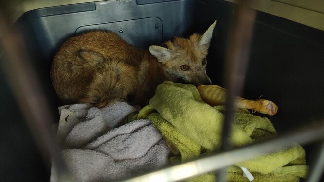 Zachráněné lišče.