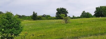 Když step kvete i mlčí Foto: Pražská pastvina