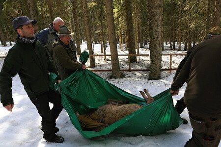 Přenos uspaného zvířete.