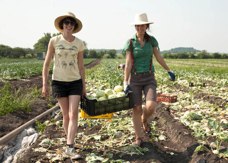 Na poli zůstávají třeba příliš velké kedlubny