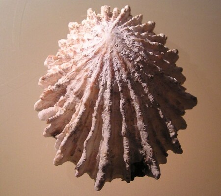 Díky procesu označovanému jako „proterandrický hermafroditismus“ jsou v první fázi života všichni jedinci samci, kteří se mohou změnit v samice v okamžiku, kdy dosáhnou průměru většího než 25 mm.