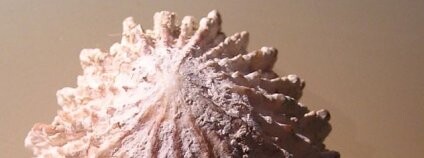 Přílipka žebrovaná. Foto: Jan Delsing / BioLib