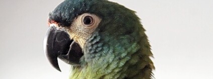 ara marakána Foto: Robert01 / Wikipedia Commons