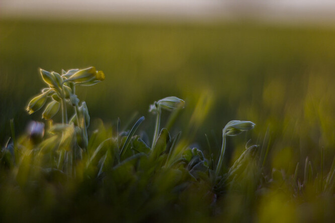 Nápad na "laické" pozorování známé rostliny vychází z popularizační iniciativy zahájené v roce 2019 v Estonsku. Během dvou let lidé prozkoumali 200 000 prvosenek. Estonská data odhalila systematickou převahu rostlin s květy s krátkou čnělkou.