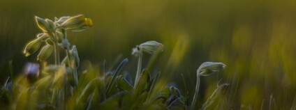 Prvosenka Foto: Andres Papp Flickr