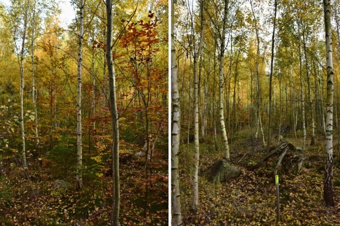 Přípravný porost.