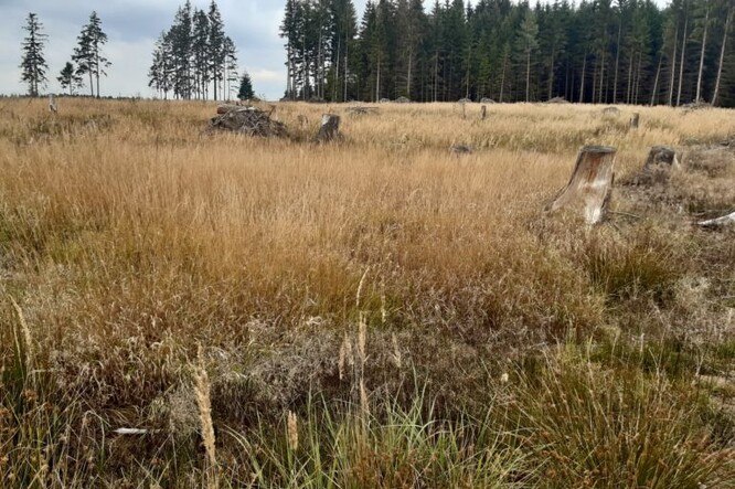 Zabuřenělá kalamitní holina, na níž bude obnova obtížná.
