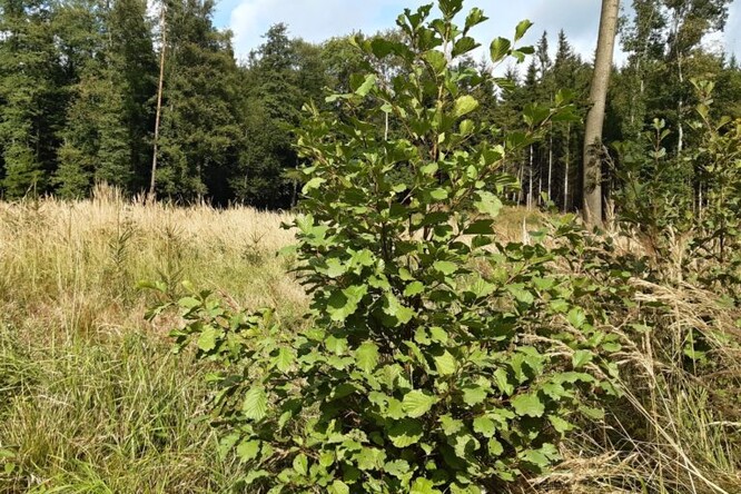 Olše na kalamitní ploše.