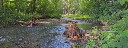 Přírodní meandry Frýdlantské Ondřejnice Foto: Lesy ČR