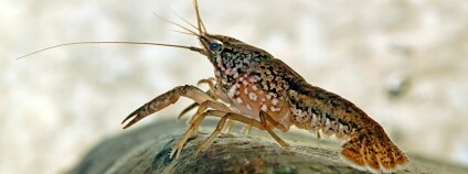 Foto: André Karwath / Wikimedia Commons